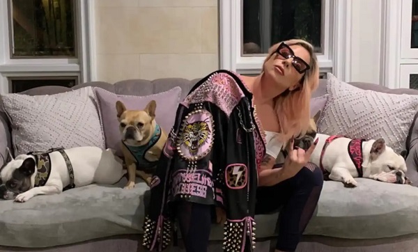 Lady Gaga 2 bulldogs volés de la star retrouvés ; plus de 250 millions FCFA offerts en récompense à la personne