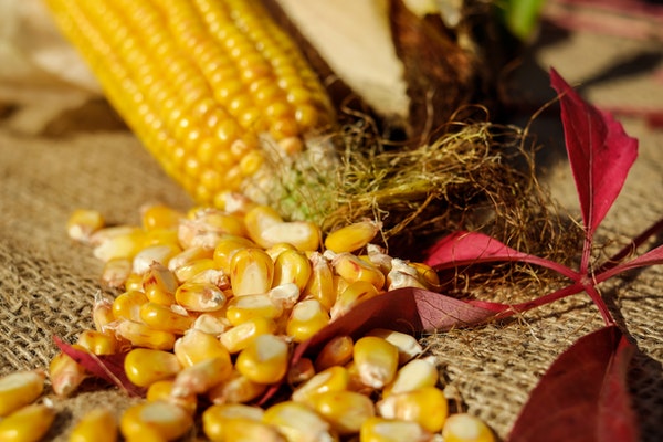 Togo l’ANSAT annonce une campagne de vente des produits céréaliers ; voici les prix des produits