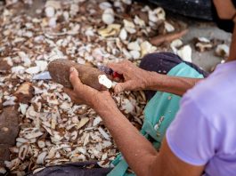 Le Togo accueille une session de formation sur les variétés du Manioc et les technologies agricoles
