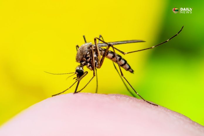 dengue Togo cas de dengue au Togo