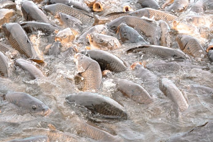 mort massive poissons Todman