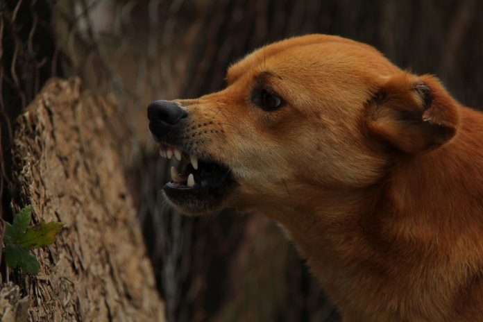 rage chien plateaux