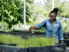 Projet RIZAO : INADES-Formation Togo recherche 300 jeunes engagés